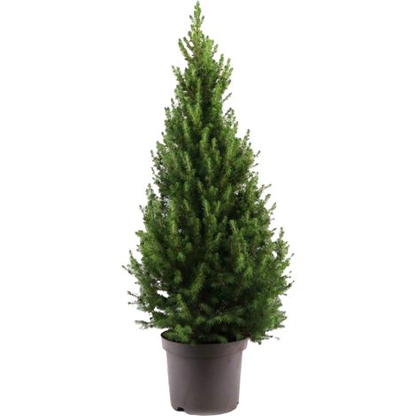 Bloomique - Picea Glauca December - Mini sapin de Noël - Épicéa nain - Décoration de Noël - Intérieur et extérieur - Rustique - Persistant - Hauteur : 80-100 cm - Pot de 26 cm (1/5)