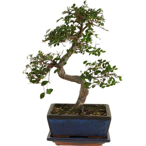 Bloomique - Bonsaï Zelkova - Forme en S - Bonsaï - Plantes d'intérieur - Hauteur 20-30 cm - 15 cm de large - Pot et bol en céramique inclus (1/5)