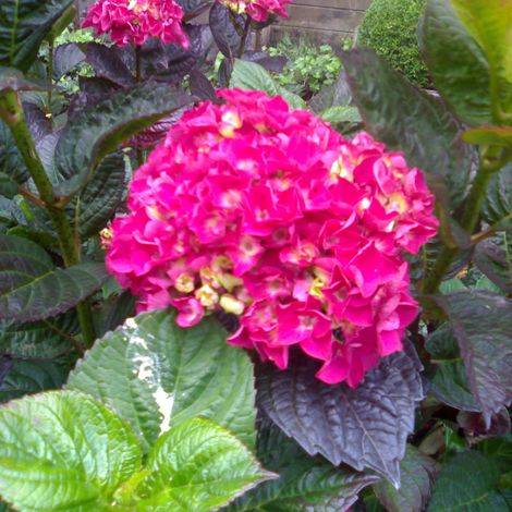 Hortensia 'Merveille Sanguine' 'Merveille sanguinea' - 25-30 cm