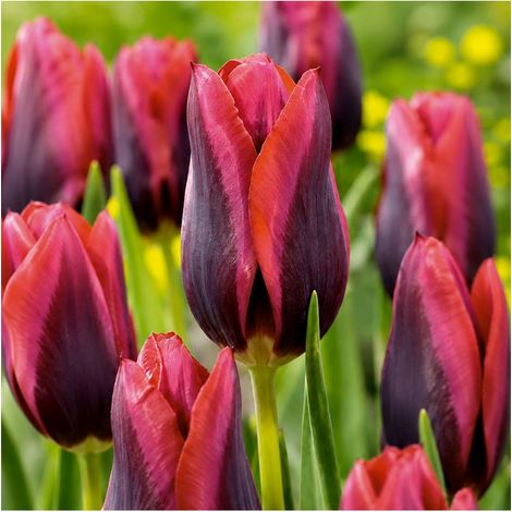 Tulipe Muvota Sgaravatti 6 bulbes rouges bicolores, floraison printanière contrastée pour massifs et bouquets - 617083 (1/3)