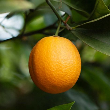 PIANTA DI ARANCIO NAVELATE in fitocella - età 2/3 anni (foto reali)