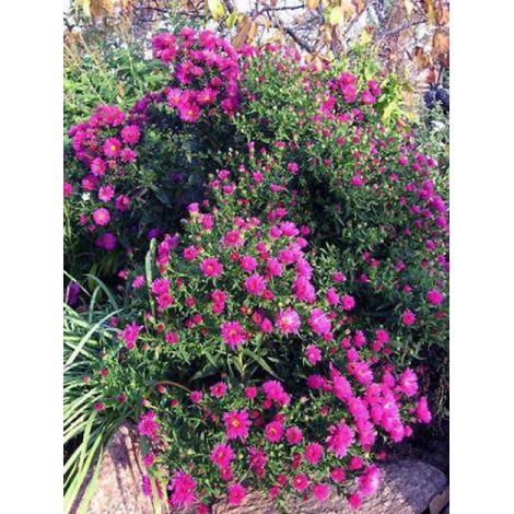 Aster nain 'Anneke' Godet de 8/9 cm (1/2)