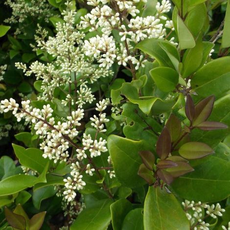 Ligustrum texanum - ligustro del Texas - alveolo forestale (1/2)