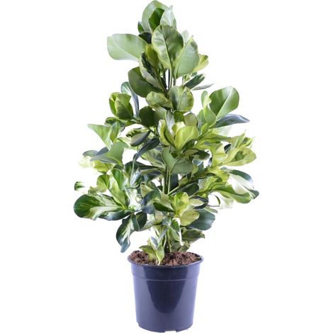 Clusia Rosea White Star - Plante Verte d'Intérieur Dépolluante - Pot Ø24 cm - Hauteur 95 cm - PANGIVO (1/4)