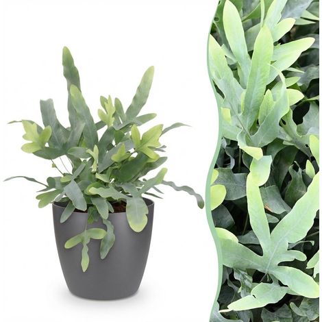Fougère Bleue Phlebodium aureum Blue Star Plante d'intérieur avec Pot Gris 12 cm Hauteur 25 cm - PANGIVO (1/5)