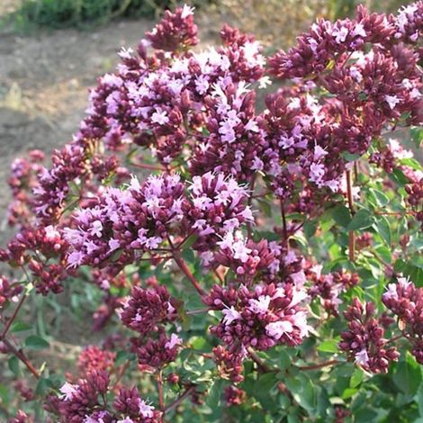 4 x Origan  - Origanum laevigatum 'Rosenkuppel'  - godet 9x9 cm (1/4)