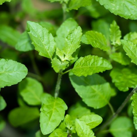 Plant Basilic pourpre 1L (1/2)