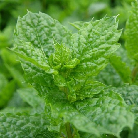Menta marocchina "Mentha spicata" mojito pianta aromatica in vaso  14 cm