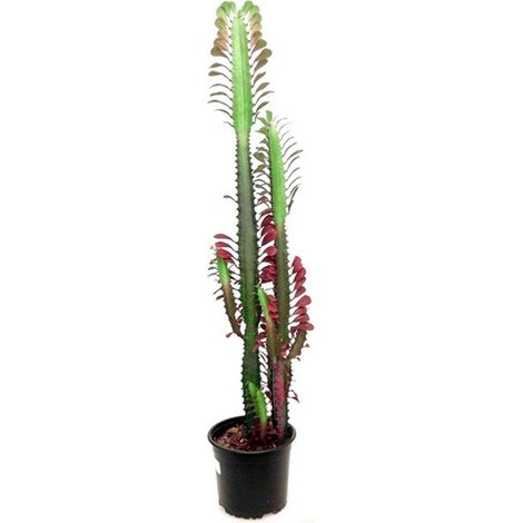 Planta Natural Euphorbia Trigona en Maceta M17