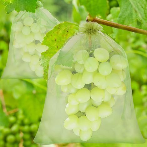 60 Obstschutzbeutel – 3 Größen – Organza mit Kordelzug – wespen-, vogel- und insektensicher (1/5)