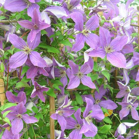 Clématite viticella Sunny Sky® 'Zosusk'/Pot de 2L - Tuteur bambou 60/90 cm