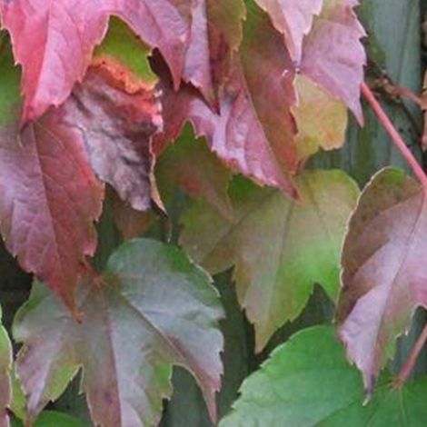 Vigne vierge Japonaise 'Veitchii' ' Veitchii' - 60-80 cm pot