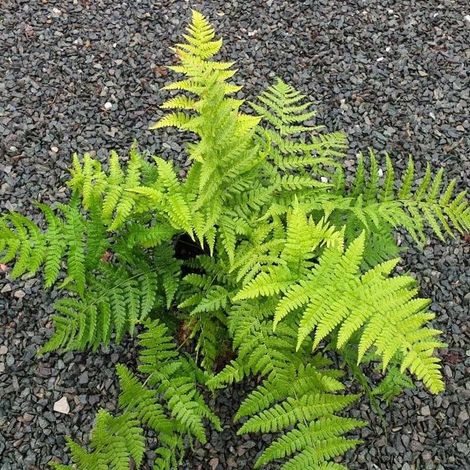 Dryopteris stewartii - Fougère Godet de 8/9 cm