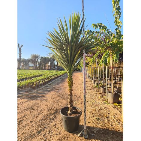 Cordyline Australis Tronc Unique Pot 70 cm Persistante (1/5)