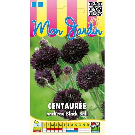 Centaurée barbeau noire Black Ball - 2g