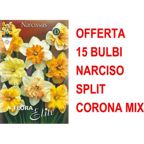 OFFERTA 15 BULBI NARCISO SPLIT CORONA MIX DI COLORI BULBS BULBES