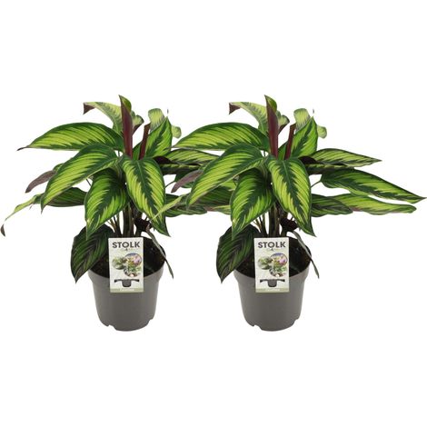 Lot de 2 Calathea Majestica Princeps Plantes d'Intérieur Décoratives Ø14cm Hauteur 45cm - PANGIVO