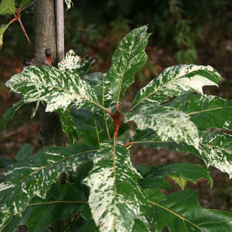 Quercus rubra Wolfsdonk's Pride - Chêne rouge d'Amérique Pot de 7,5L/10L, Tige