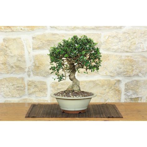 Bonsai di Olivastro (302) (1/5)