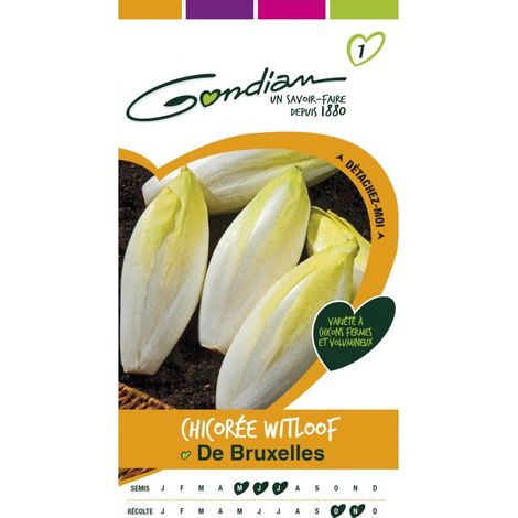 Gondian - Chicorée Witloof De Bruxelle