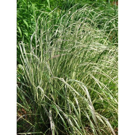 Gardenaria Calamagrostis acutiflora 'Overdam' - Graminacea ornamentale da esterno - Altezza: 100 cm (vaso 24) (1/3)