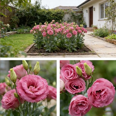 1000 Semi di Lisianthus Rosa Scuro – Eustoma Grandiflorum, Fioritura Abbondante, Coltivazione Facile in Vasi e Giardino (1/5)