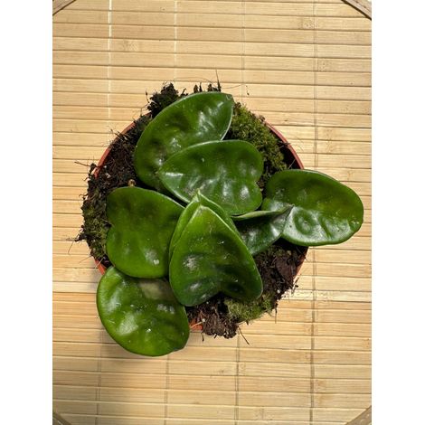 Hoya carnosa krinkle, fiore di cera, vaso 10,5 cm foto reali (1/3)