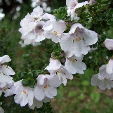Menthe australienne - Prostanthera cuneata  - 20-25 cm pot