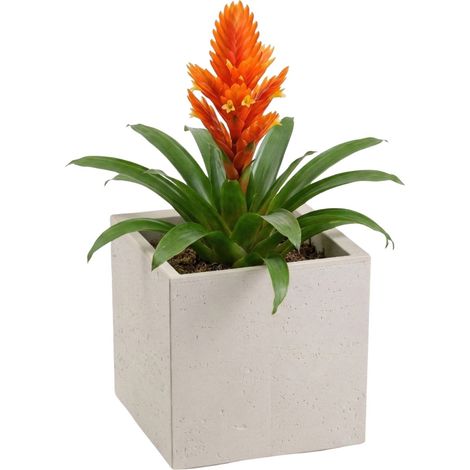 Vaso da fiori Betonique su ruote, in cemento riciclato, beige, 30x30xh30 cm (1/5)
