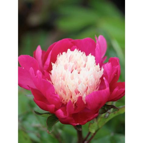 Pivoine de Chine 'Gay paree' Pot de 3L/4L