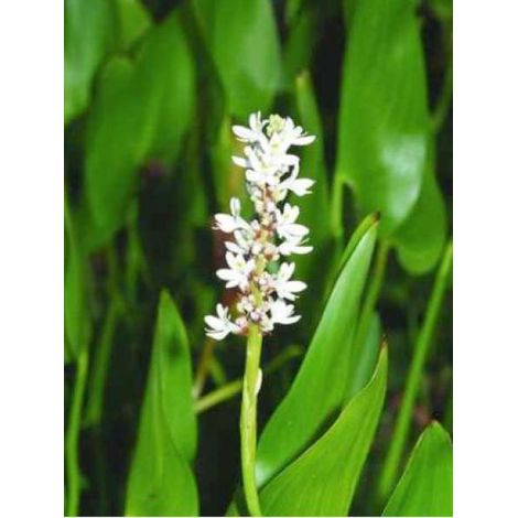 Pontédérie à feuilles en cœur 'White Spike' Godet de 8/9 cm (1/3)