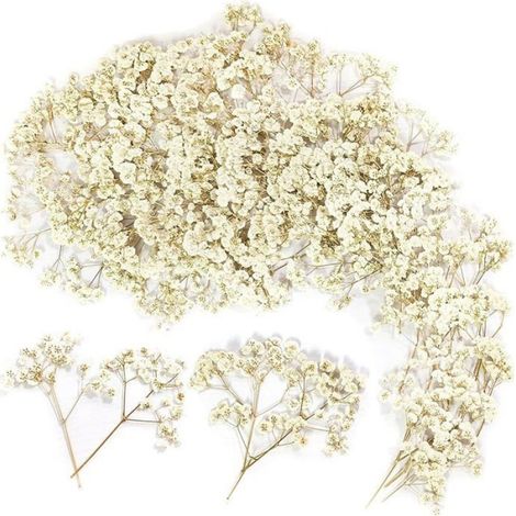 100 Pièces Multi Bourgeons Gypsophile Séché Gypsophile Blanc Fleurs Séchées Fleur Sechees Decoration Blan FLEUR-PLANTE ARTIFICIELLE (1/5)
