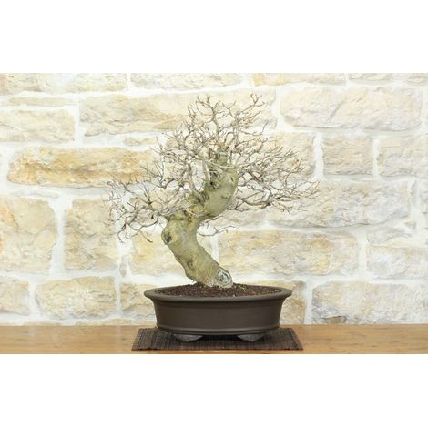 Bonsai di Gelso Nero (8) (1/5)