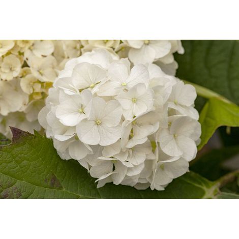 Eichenblättrige Hortensie 'Harmony' Hydrangea quercifolia 'Harmony' C15 80- 100 (1/4)