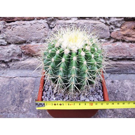 Echinocactus grusonii 15 cm, cactus, pianta grassa