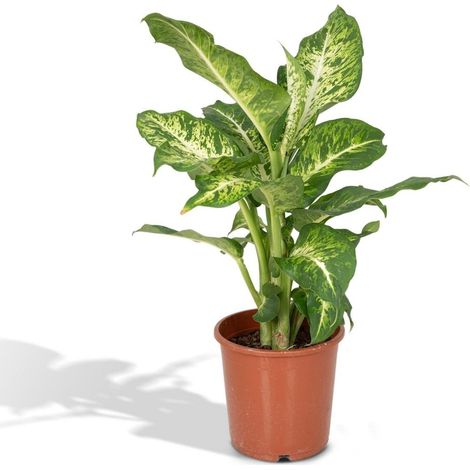 Dieffenbachia Mars Plante d’Intérieur Dépolluante Feuillage Décoratif Pot 17 cm Hauteur 50 cm - PANGIVO (1/5)