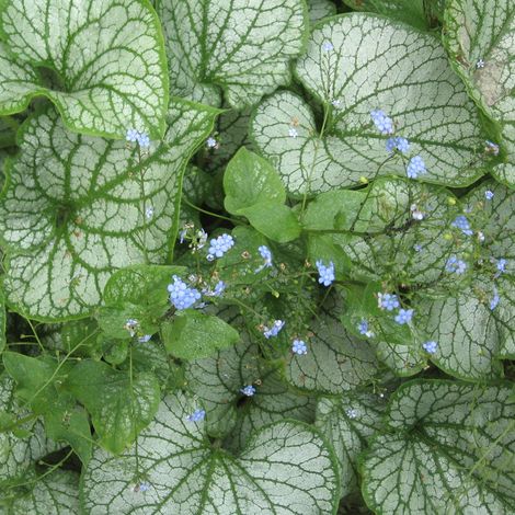4 x Buglosse de Sibérie 'Jack Frost' - godet 9x9 cm