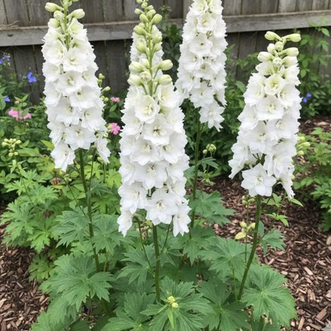 Pied-d'alouette Magic Fountain Pure White, Delphinium/Lot de 5 godets