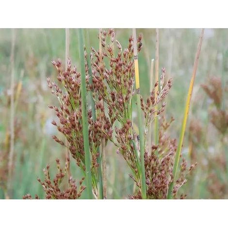Gardenaria Giunco - Juncus inflexus - Graminacea ornamentale da esterno - Altezza: 40 cm (vaso 17) (1/2)