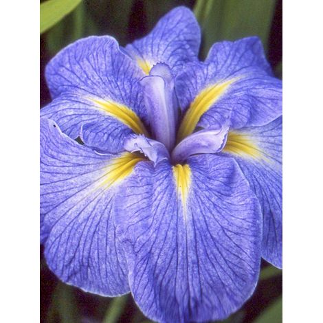 Iris japonais 'Mme Bigot' Godet de 8/9 cm (1/2)
