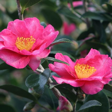 Camélia d'automne - Camellia sasanqua - 50-60 cm pot
