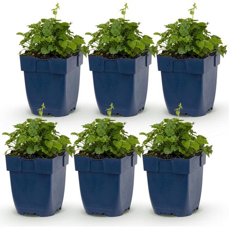Campanule Portenschlagiana Tricolore Lot de 6 Plantes Vivaces Couvre-sol Violet Rose Blanc - PANGIVO (1/5)