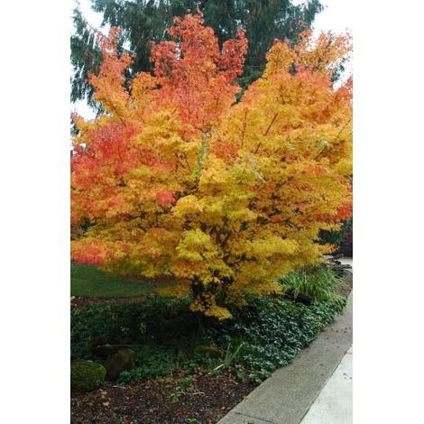 Acero rosso giapponese "Acer palmatum Sango Kaku" pianta in vaso 22 cm h 80/120 cm (1/5)