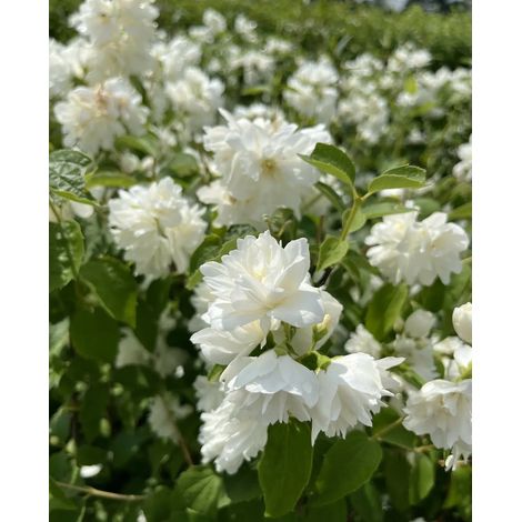 Gardenaria Filadelfo - Philadelphus coronarius 'Virginalis' - Arbusto ornamentale da giardino - Altezza: 40/60 cm (vaso19) (1/5)