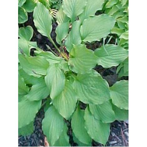 Hosta  'Elisabeth' Godet de 8/9 cm (1/2)