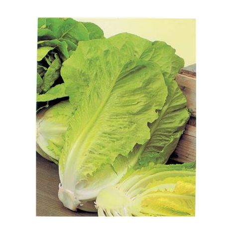 LAITUE ROMAINE BLONDE MARAICHERE - 5 G