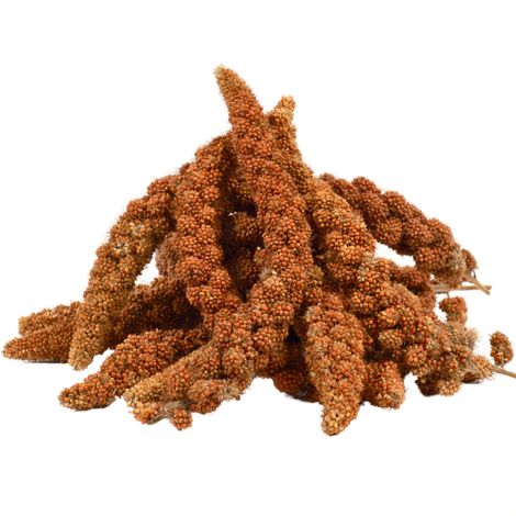 15 kg de millet rouge Lyra Pet® (1/5)