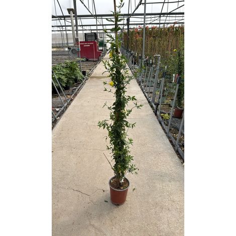JASMINUM PRIMULINUM VASO 19 H.150