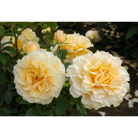 Gardenaria Rosa 'Comtessa' - Rosa da giardino - Altezza: 30/40 cm (vaso22) (1/2)