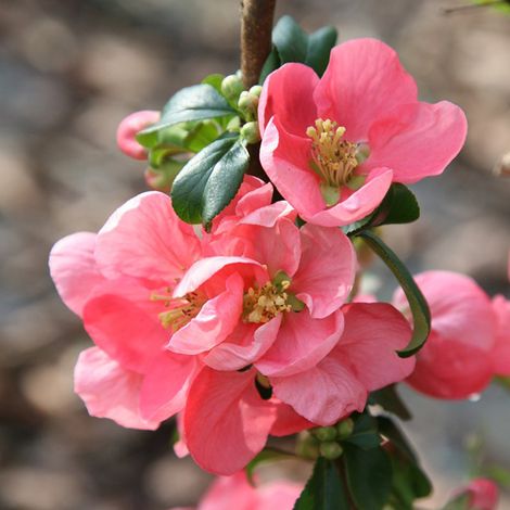 Cognassier du Japon 'Pink Lady' - 30-40 cm pot